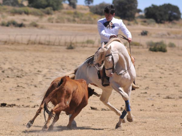 Toreando con el pecho