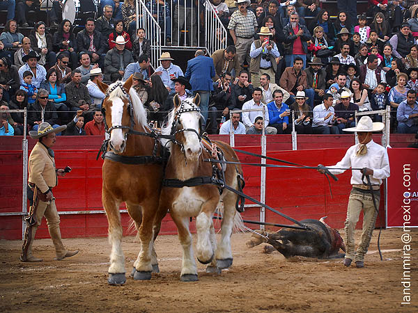 Palmas y arrastre lento al ejemplar