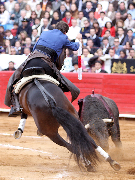 Gran elasticidad del caballo