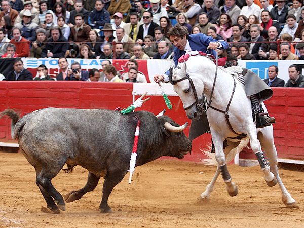 Metido entre los pitones