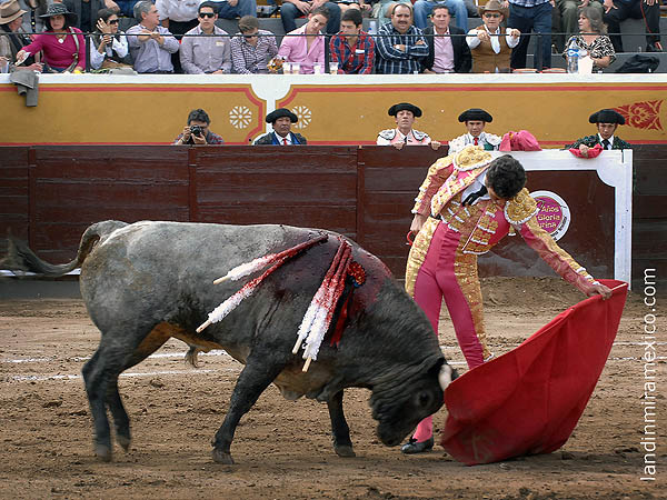 Tirando del ejemplar