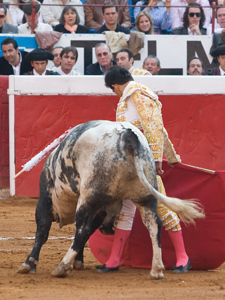 Toro y torero, fundidos
