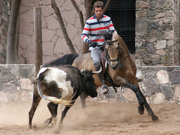Pablo toreando en el campo mexicano
