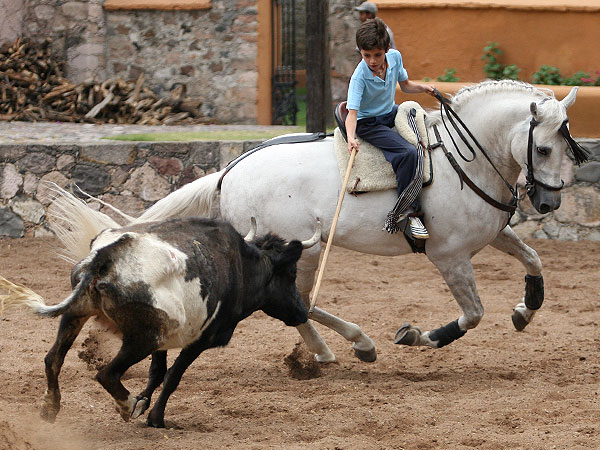 Guillermo toreando con el anca