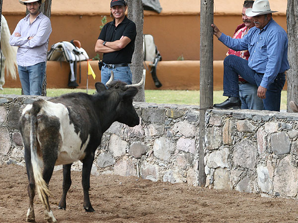 La vaca suelta en el patio