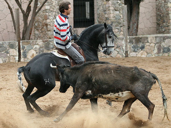 Pablo lidiando a la vaca