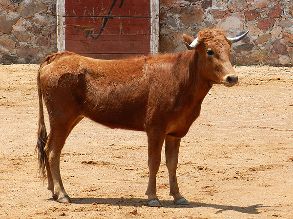 Cl�sica vaca de Jaral