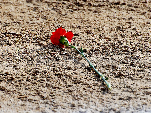 Abandonado sobre la arena