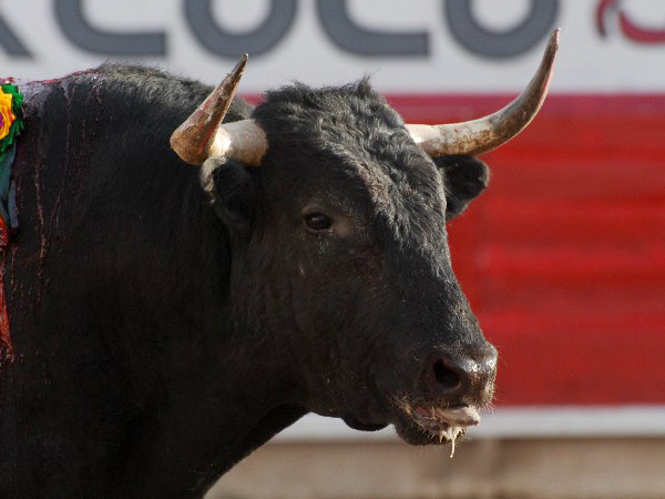 Cuando las puntas brillan