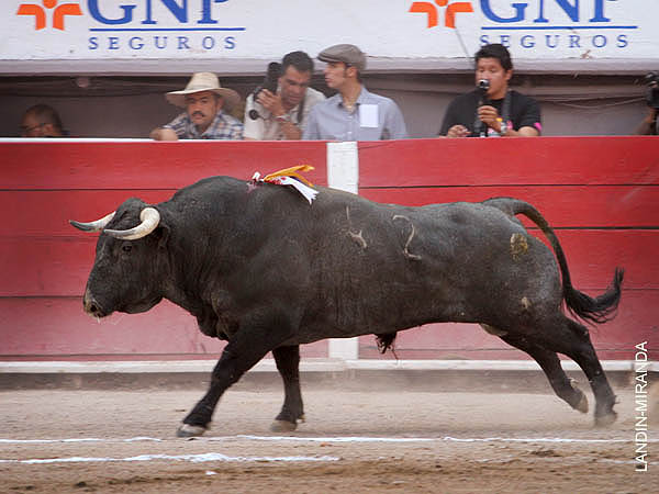 El ejemplar corrido en quinto