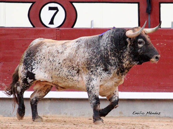 Imponente sardo que sac� guasa