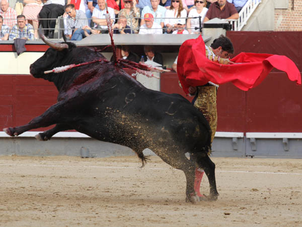 Toros como 