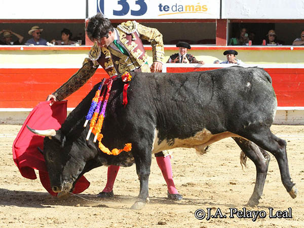 Reposo en los muletazos