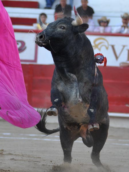Espectacular rebrinco del toro