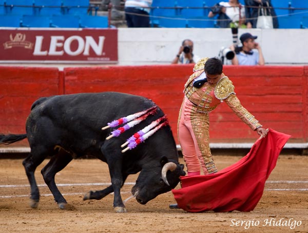 El mejor novillo del lote