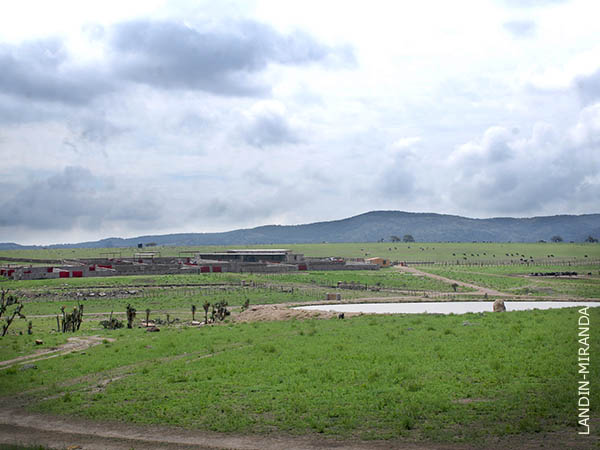 Los potreros en Medina Ibarra