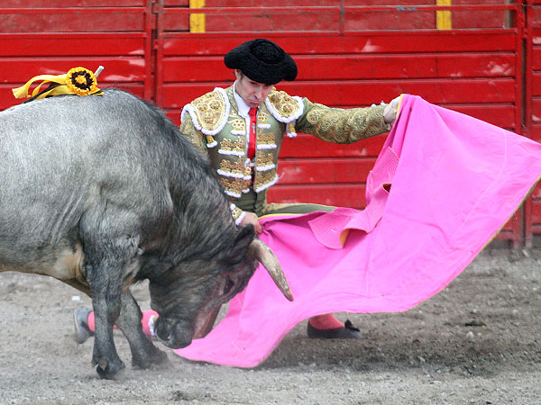 Metiendo al toro