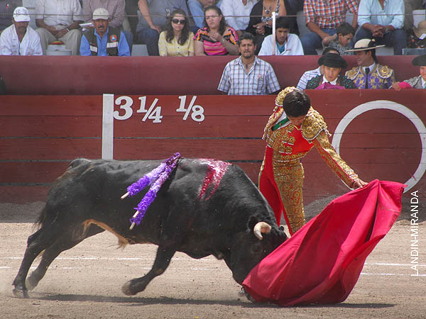 Intent� el toreo al natural