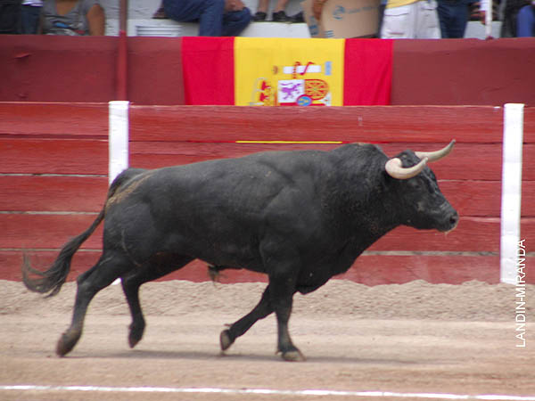 Salta a la arena el primero