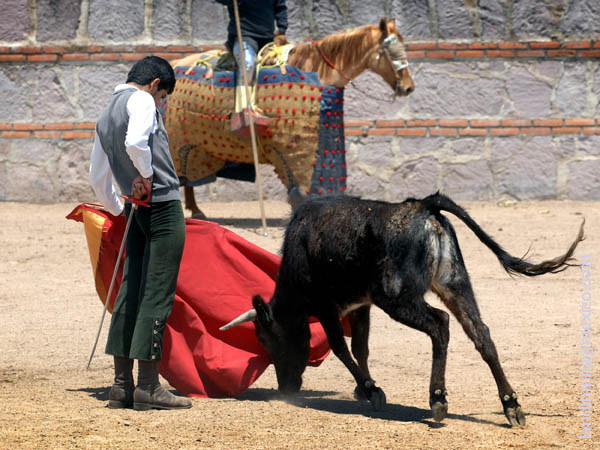 Tirando de la vaquilla