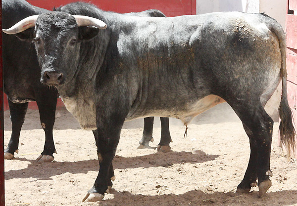 No. 317, con 514 kilos