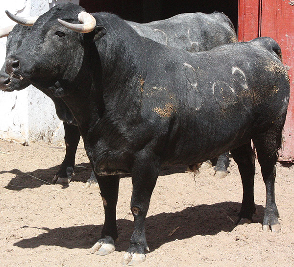 No. 308, con 511 kilos