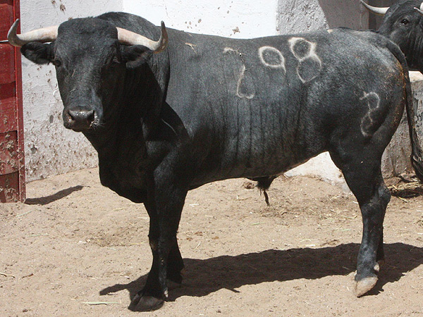 No. 298, con 584 kilos