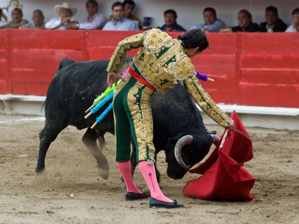 El toro humillaba