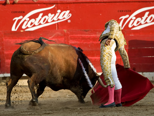 Llevando largo al toro