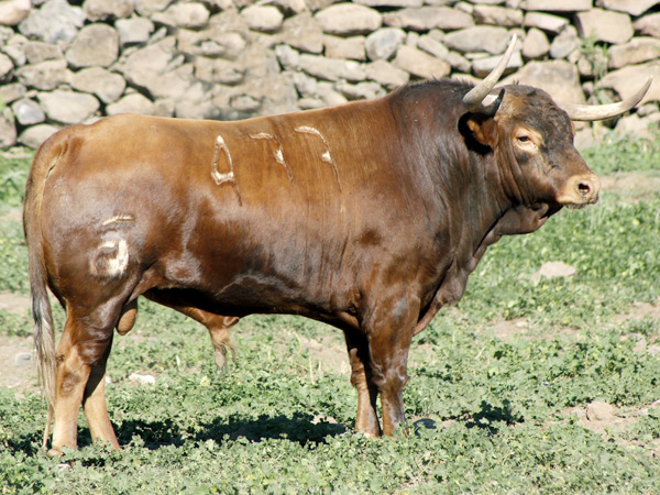 No. 477, colorado hornero