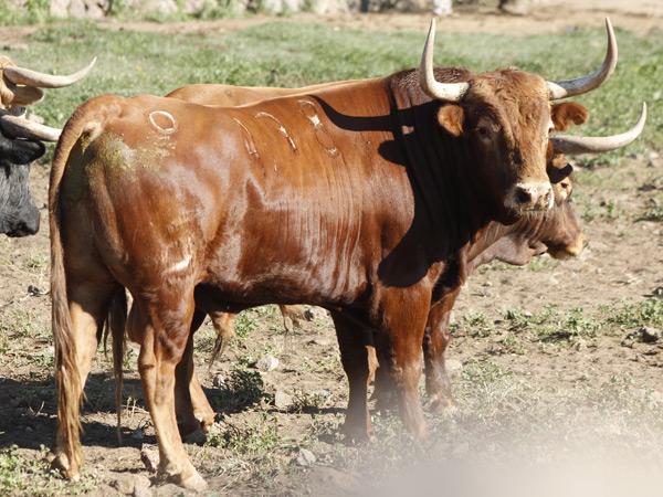 No. 478, colorado encendido