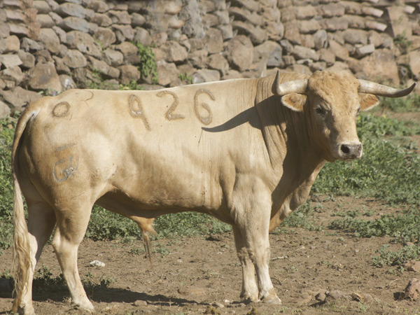 No. 426, jabonero claro