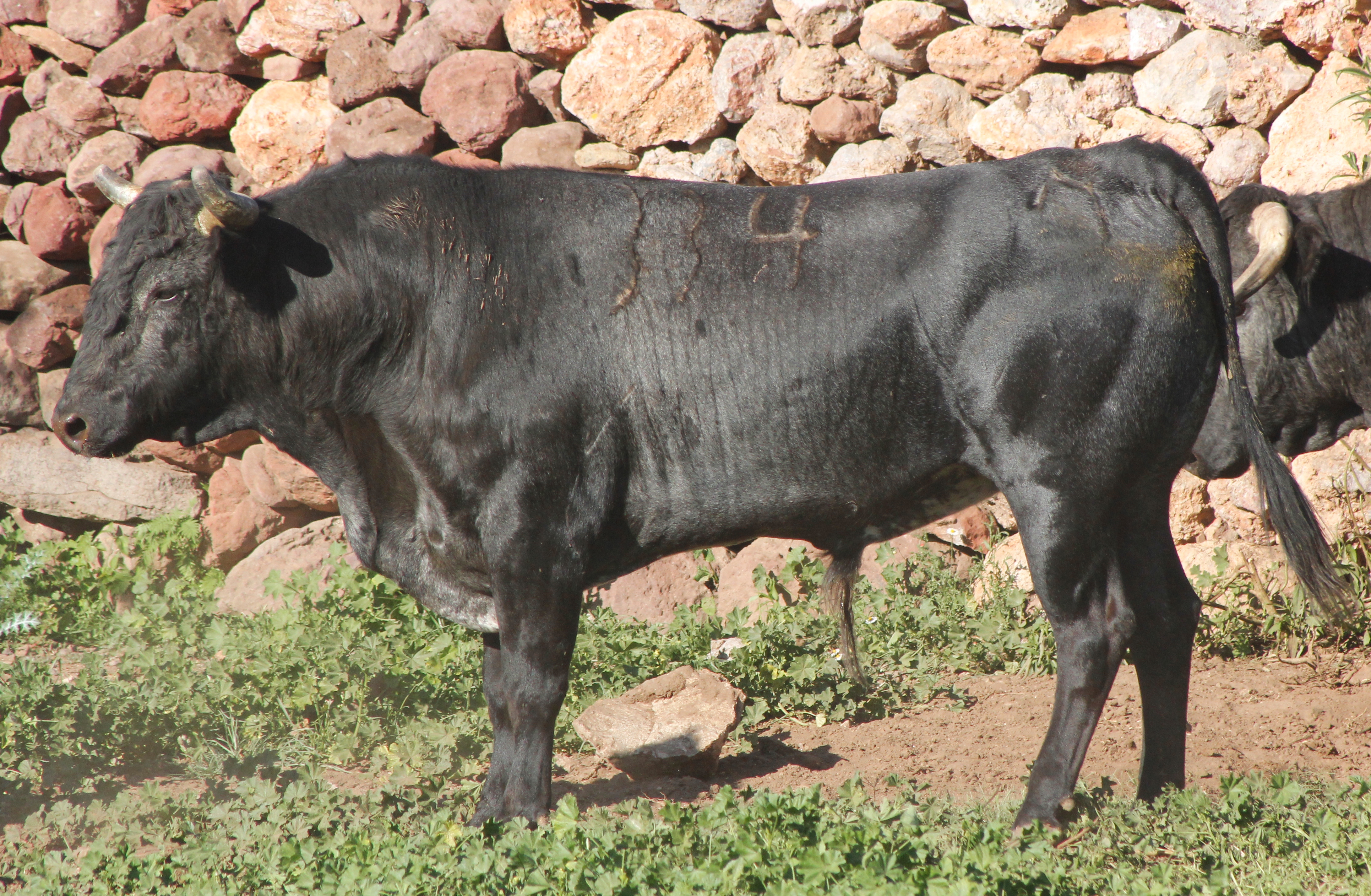 No. 334 c�rdeno (rejones)