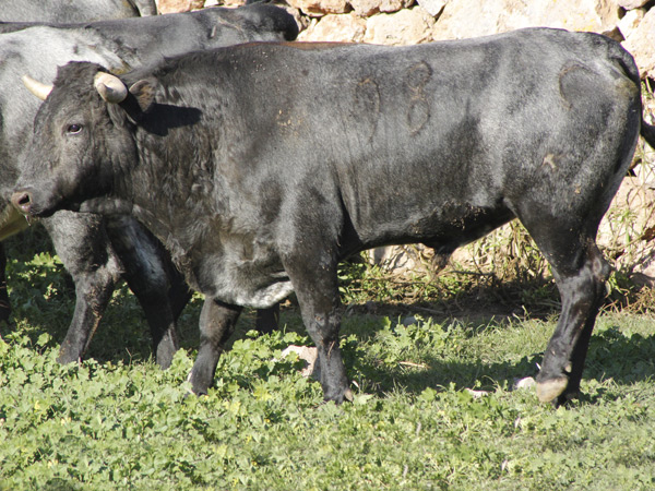 No. 98, c�rdeno (rejones)