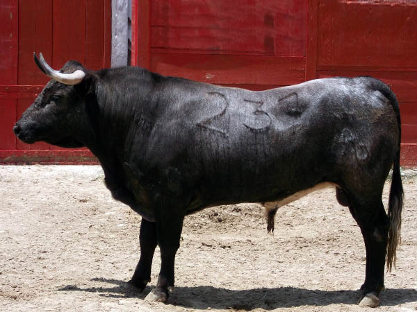 Ejemplar No. 237 de Autrique