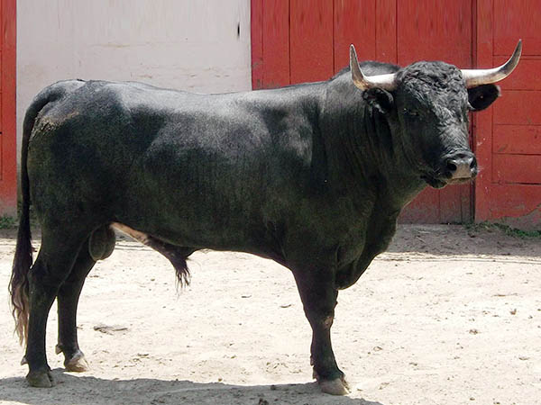 Ejemplar No. 228 de Autrique