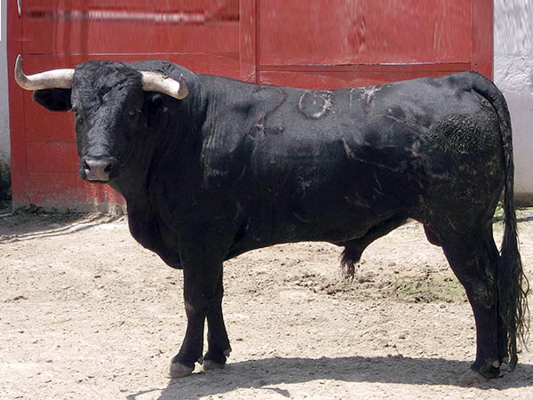 Ejemplar No. 208 de Autrique