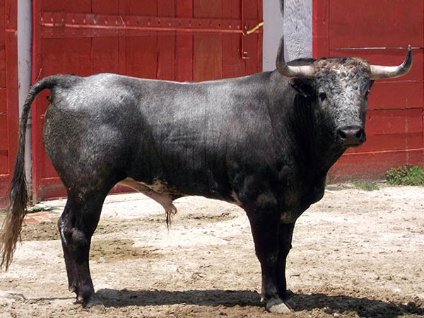 Ejemplar No. 181 de Autrique