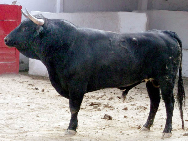 Ejemplar No.150 Torre�n de Ca�as