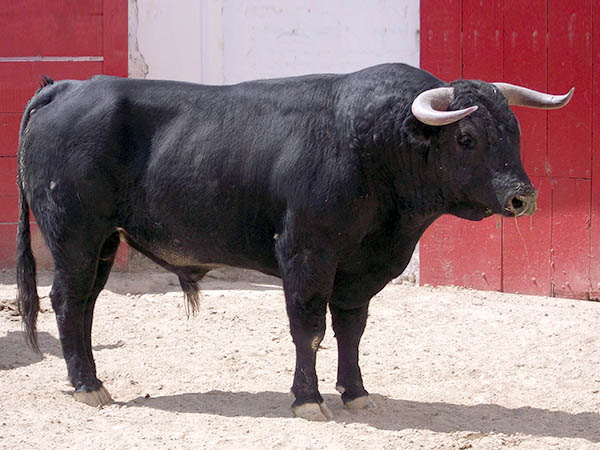 Ejemplar No.142 Torre�n de Ca�as