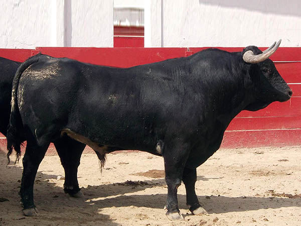 Ejemplar No.140 Torre�n de Ca�as