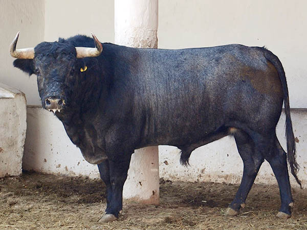 Ejemplar No.169 Rancho Seco