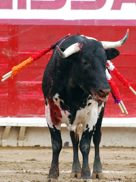 El de Polo se parti� el cuerno