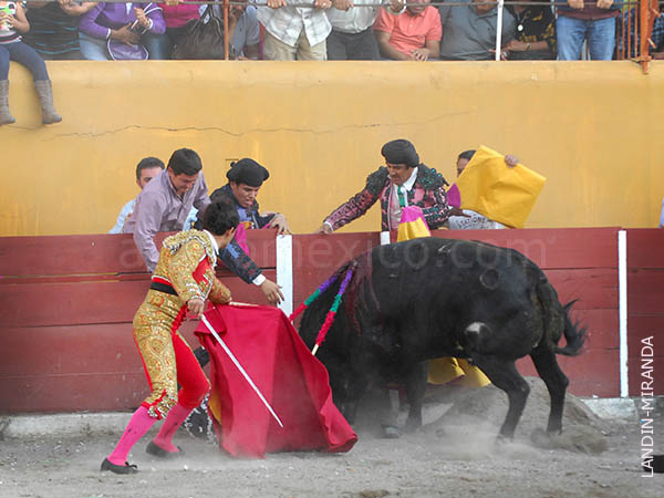 A merced del astado