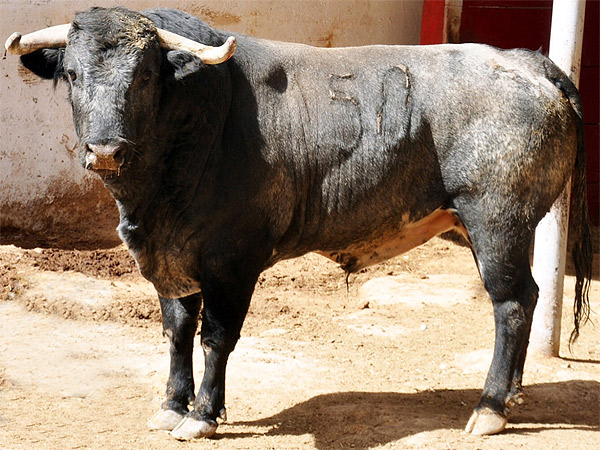 No. 150 (Fernando de la Mora)