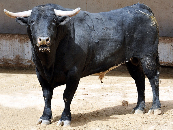 No. 81 (Fernando de la Mora)