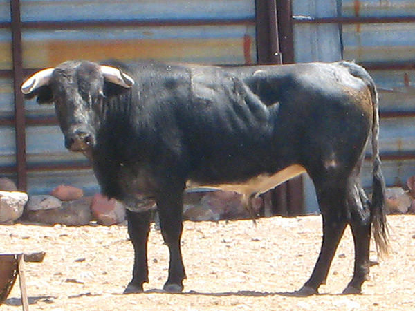 El ejemplar que lidiar� Michelito