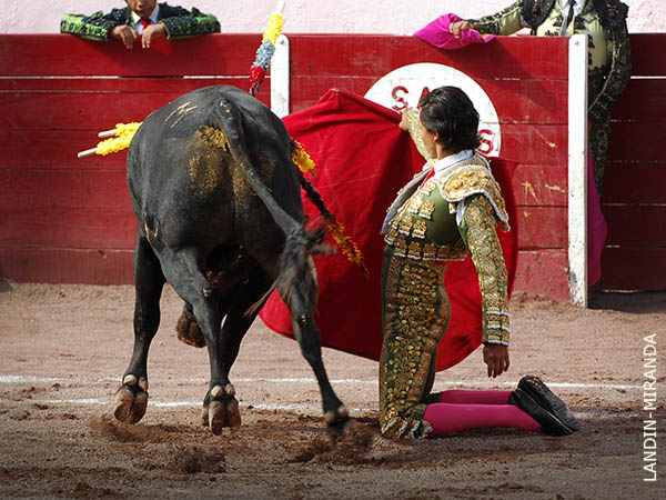 Comenz� la faena de hinojos