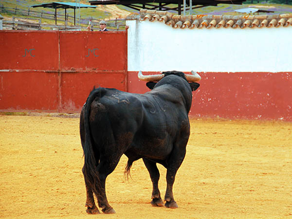 Presencia en el ruedo