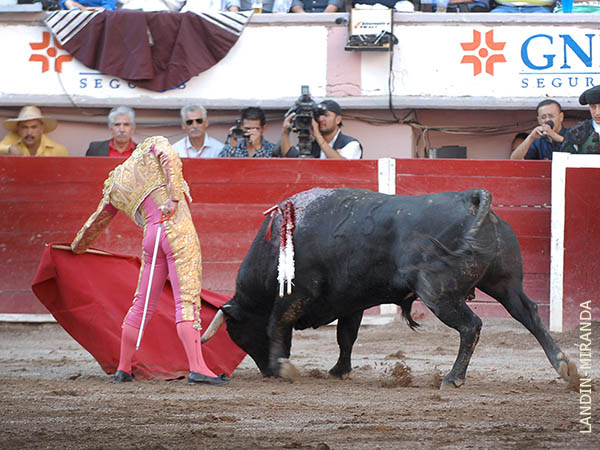 Un toro negro, el m�s hecho